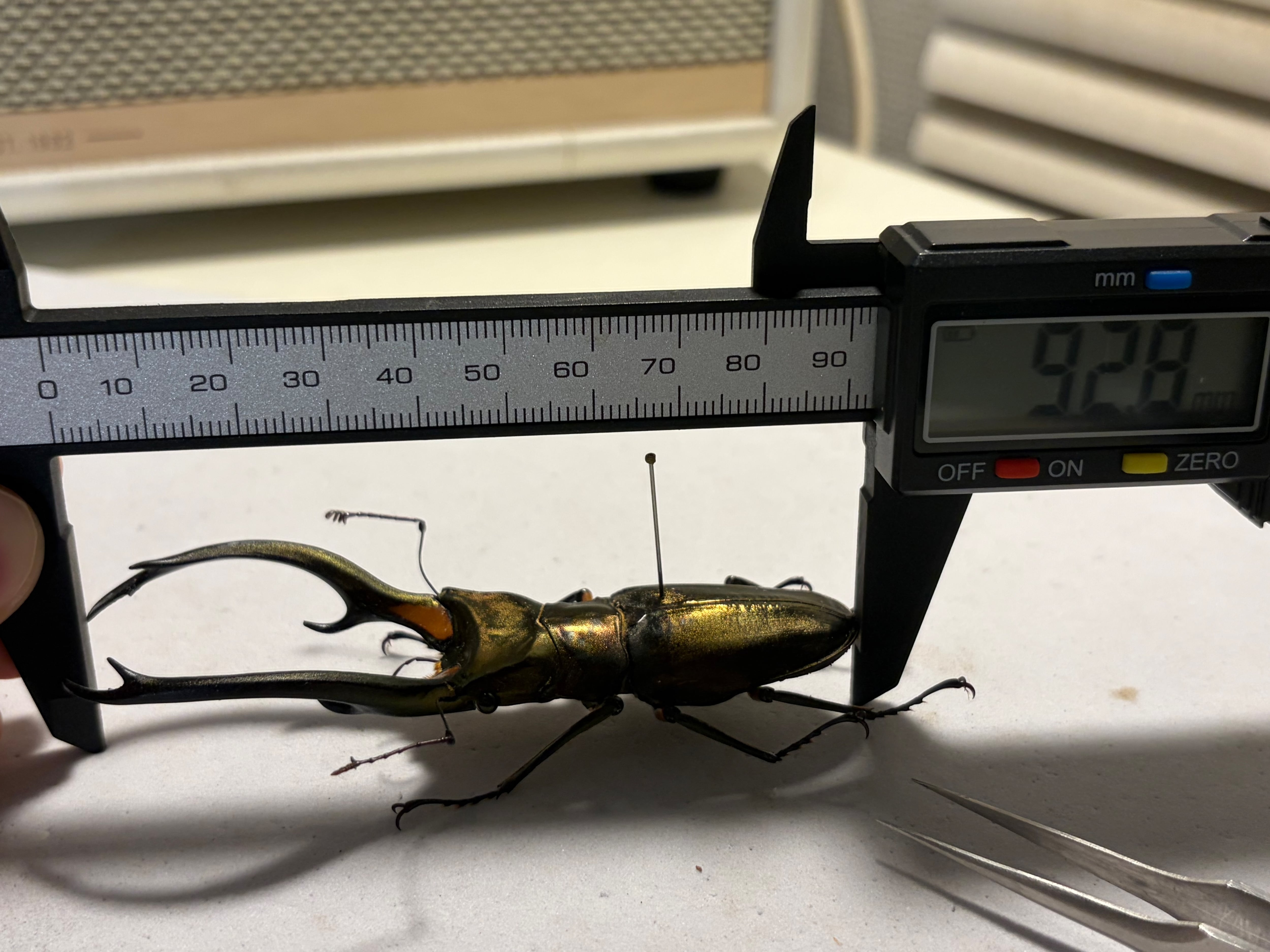赤銅92mm】エラフスホソアカクワガタ Cyclommatus elaphus 紅鹿細身赤
