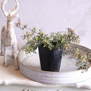 クレマチスペトリエ　ライムグリーンのお花　宿根草　常緑