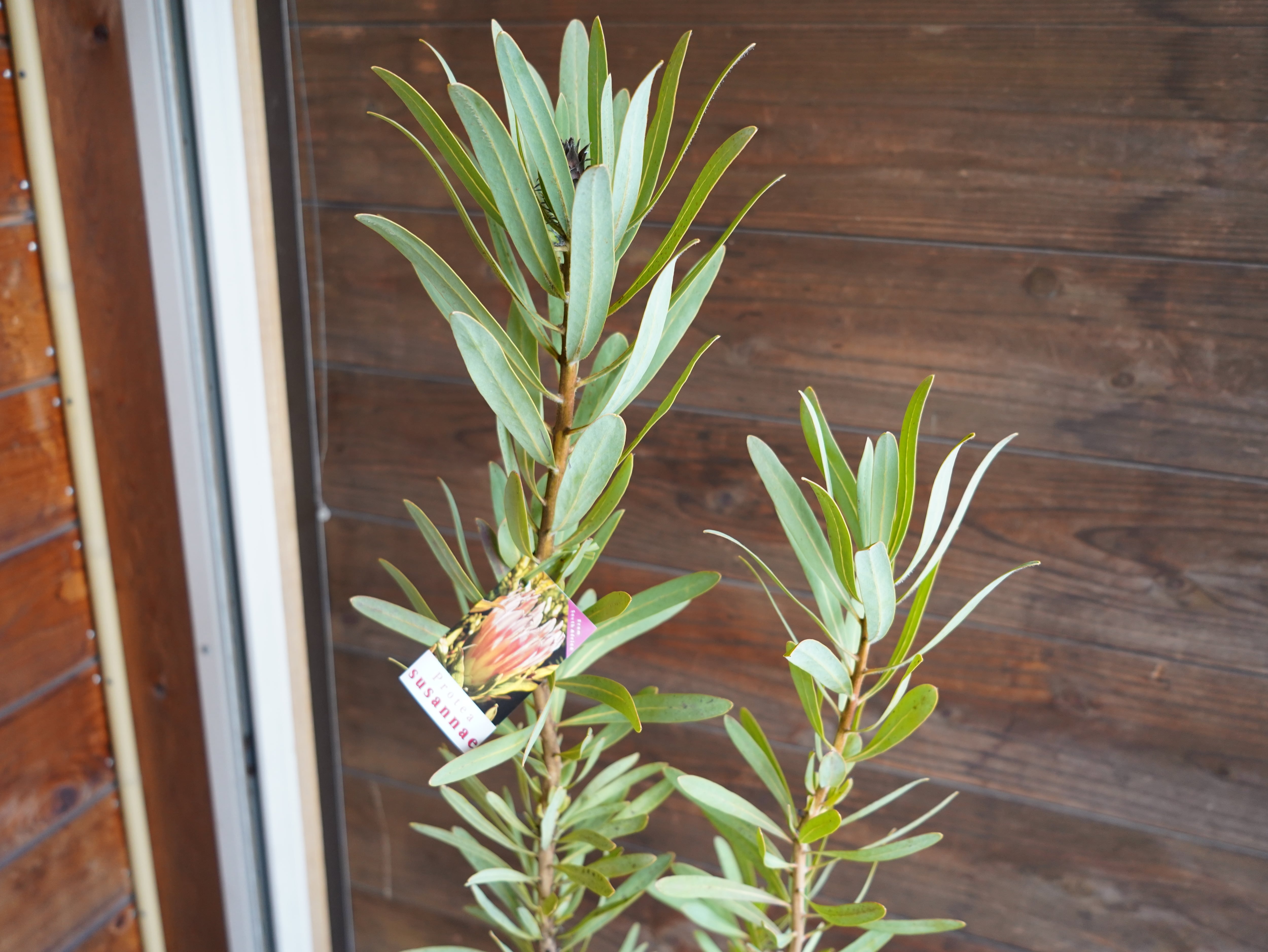 【現物】プロテア ”スザンナエ” C