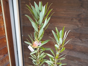 【現物】プロテア ”スザンナエ” C