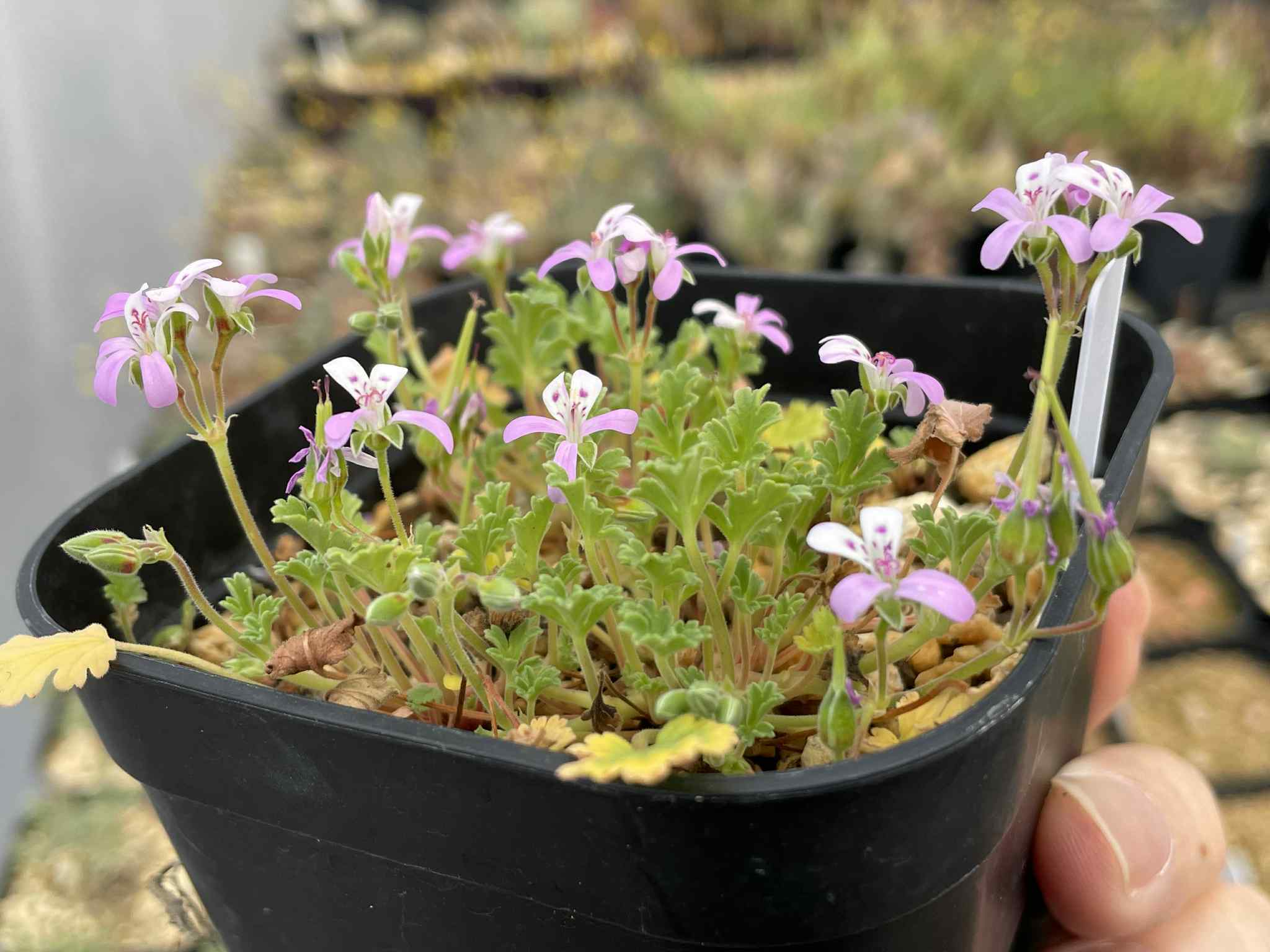 グレビレア　グレープ　② オージープランツ　グレープ　グレビレア　苗 グレビレア グレープ② | Pay ID