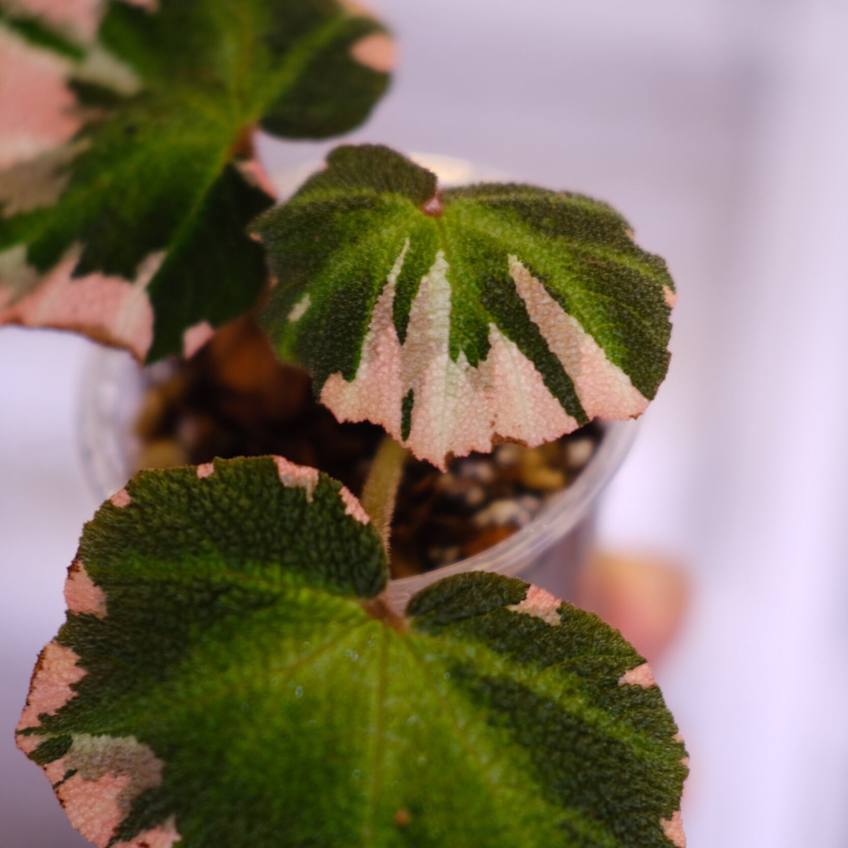 Begonia soli mutata Variegated / ベゴニア ソリムタータ
