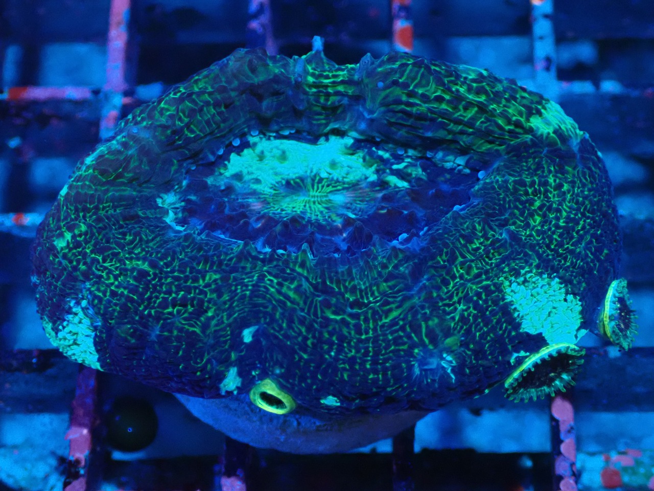 【現地買付】BowerbankiFrag "BlueGreen" 1
