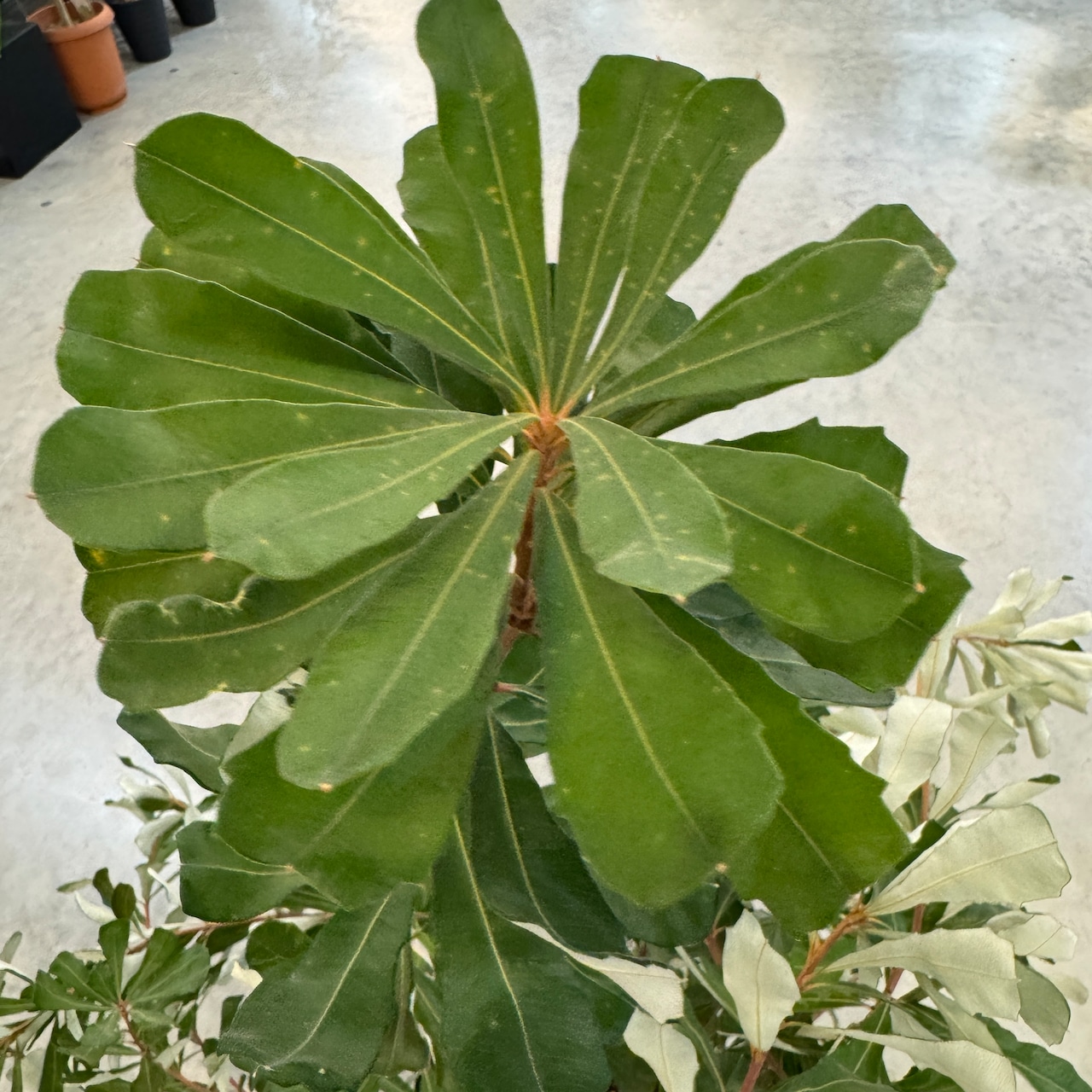 コースト　バンクシア【870】