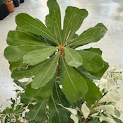 コースト　バンクシア【870】