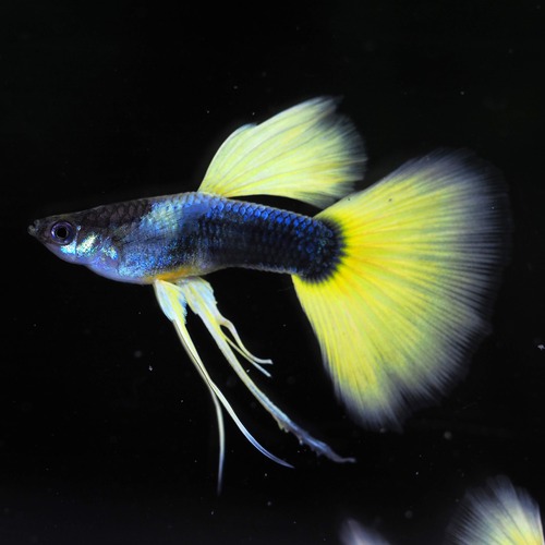 上物Taxiリボン　1カルテット