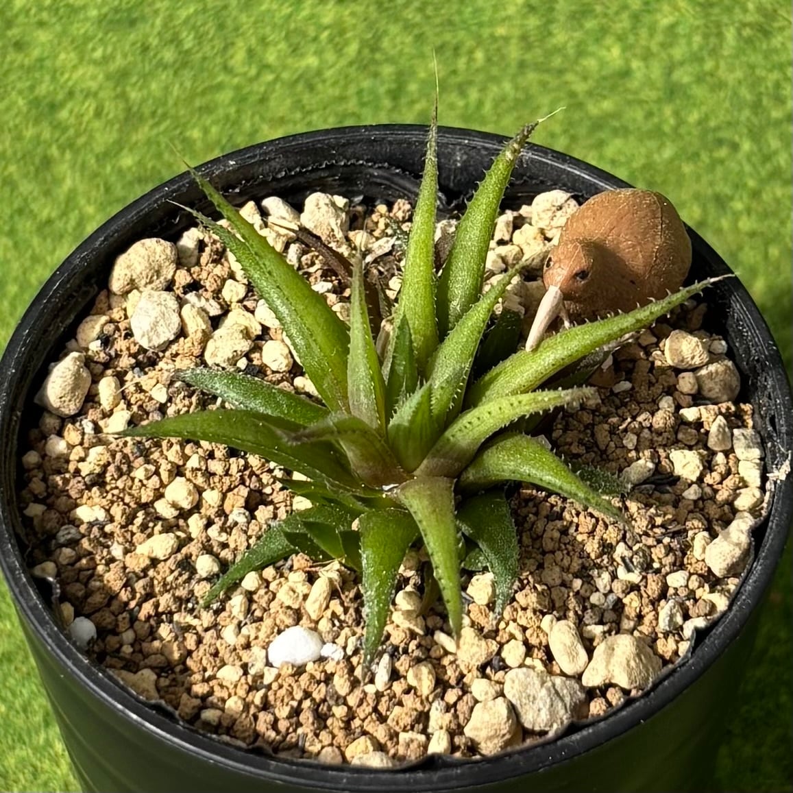 斑入り | 多肉植物 豆彦商店