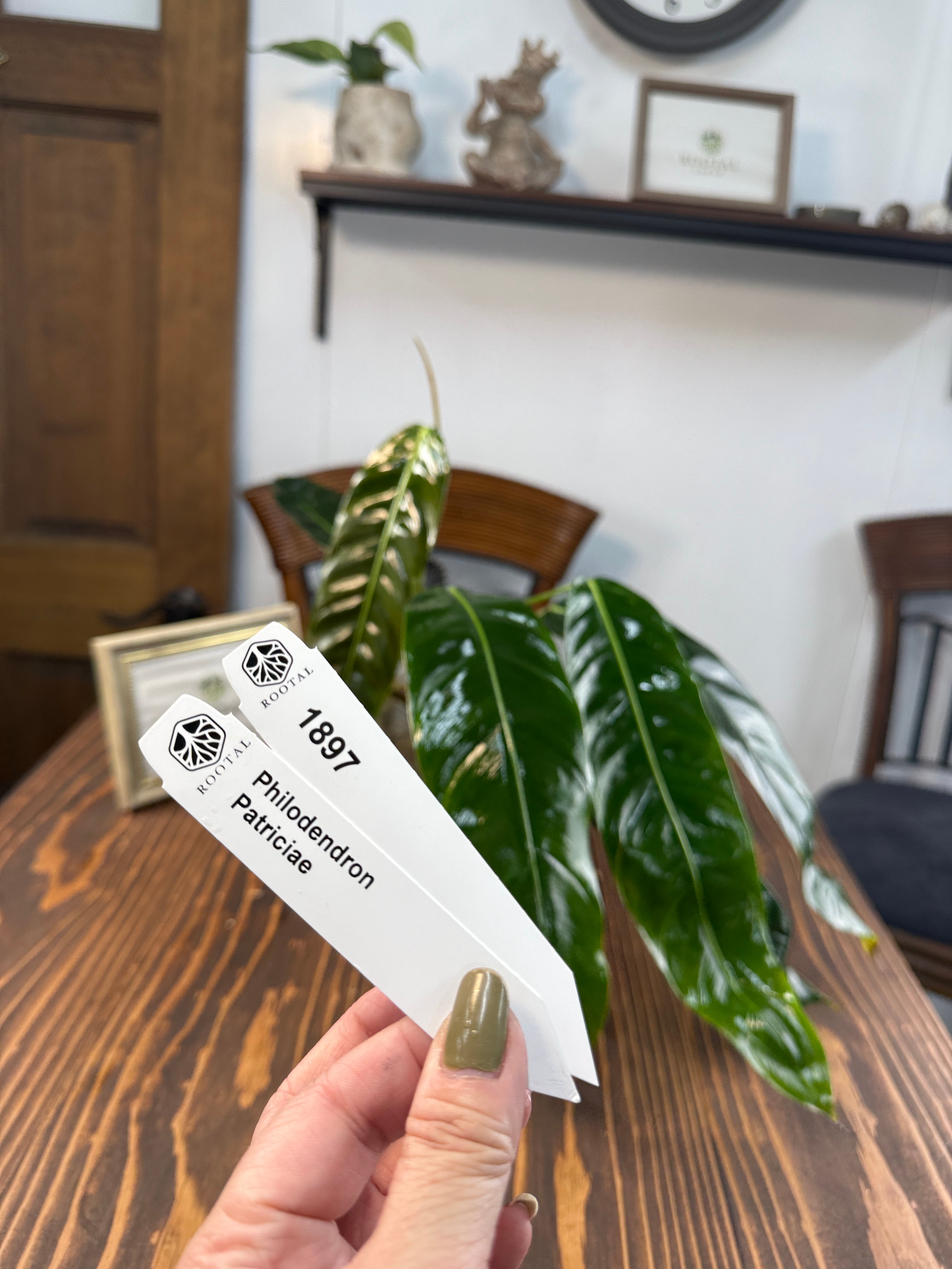 ★1897【流れる葉姿】フィロデンドロン パトリシアエ(10cm口径ポット)