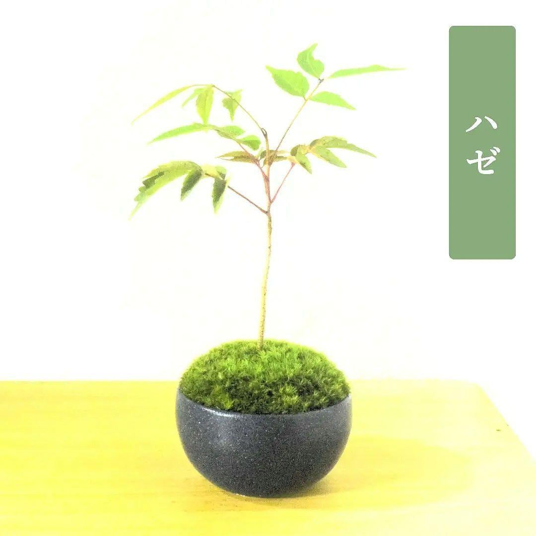 鹿子木楓(カラコギカエデ)盆栽 SS003 カラコギカエデ | Arboretum