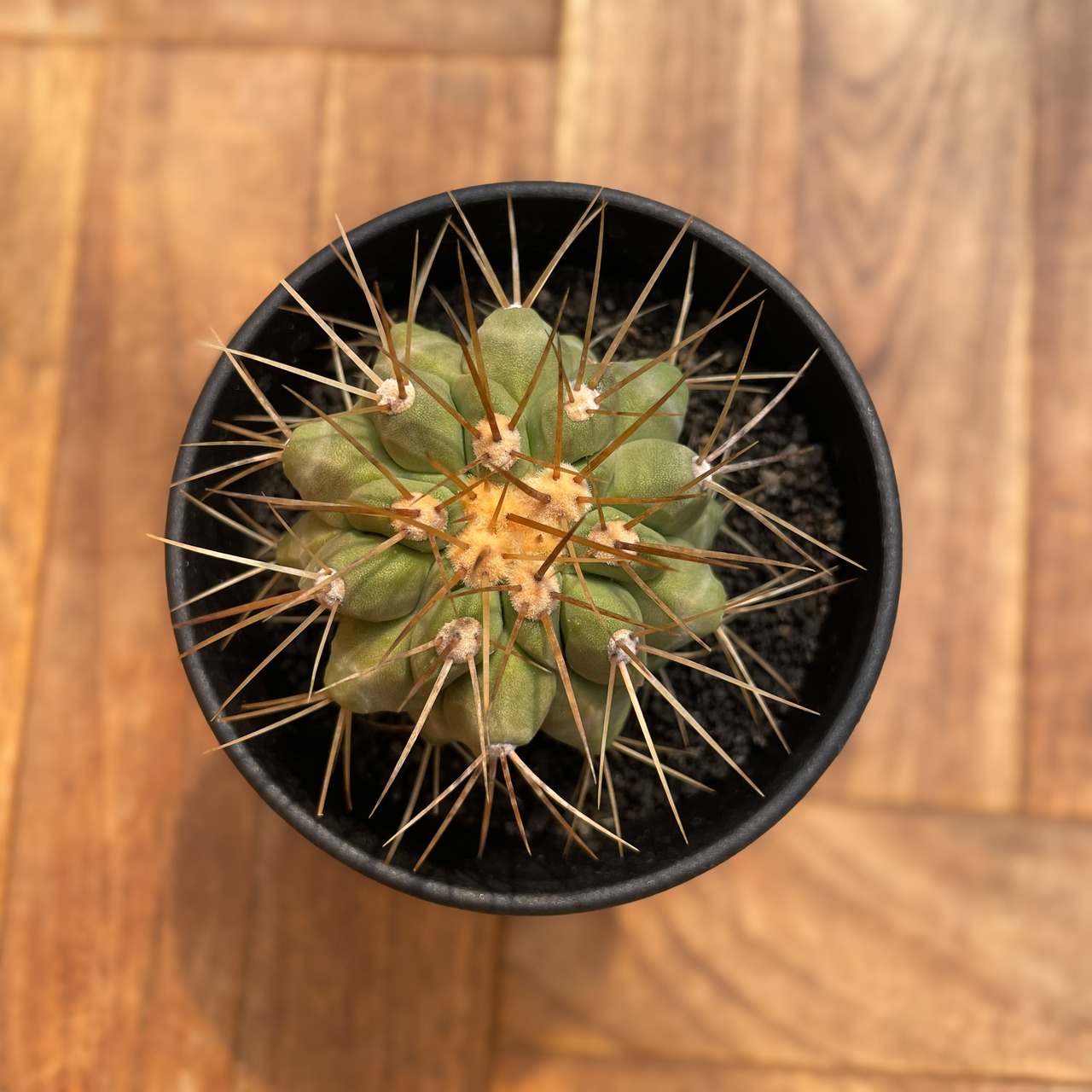 Copiapoa Haseltoniana【コピアポア・ハセルトニアナ・実生】