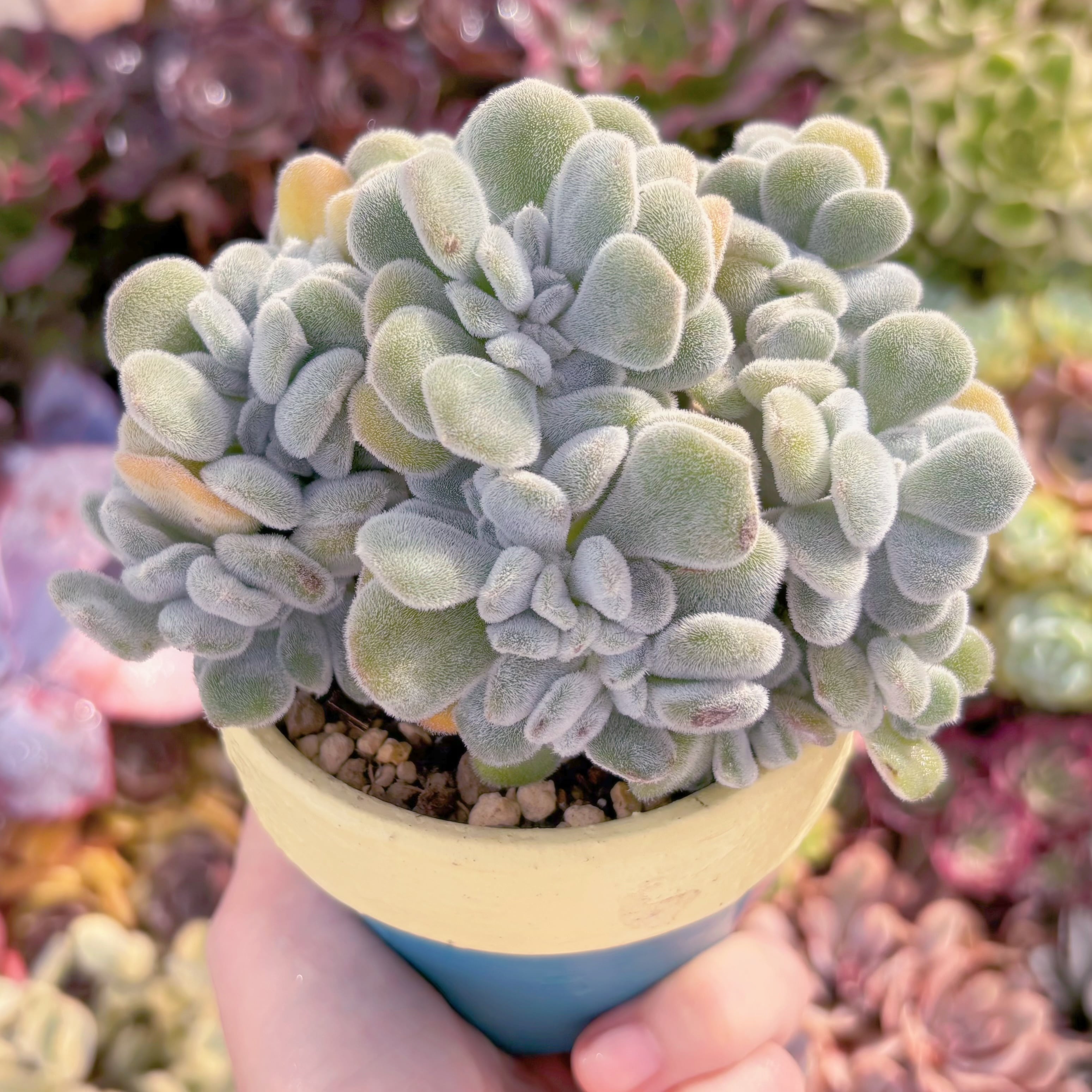 多肉植物 雪晃星綴化 大苗 新入荷 るる農園 | るる農園~多肉植物専門