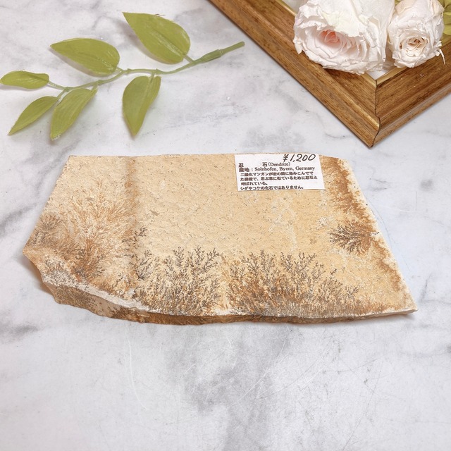 しのぶ石 デンドライト Dendrite クリスタル ワールド五反田toc店 しのぶ石 デンドライト Dendrite クリスタル ワールド五反田toc店