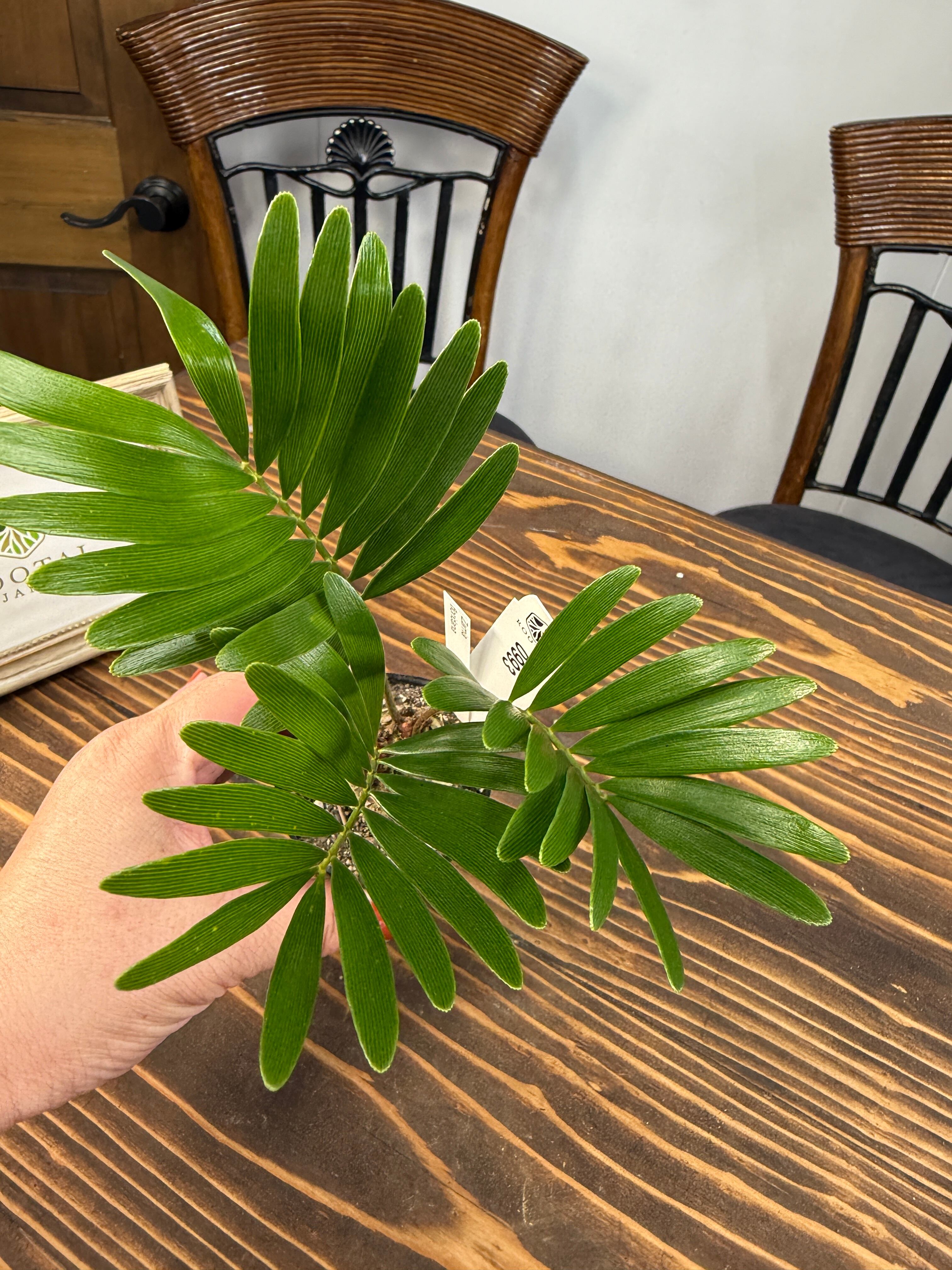 レア！2頭！美型！陶器鉢付き！インテリアとしても存在感抜群！珍しい