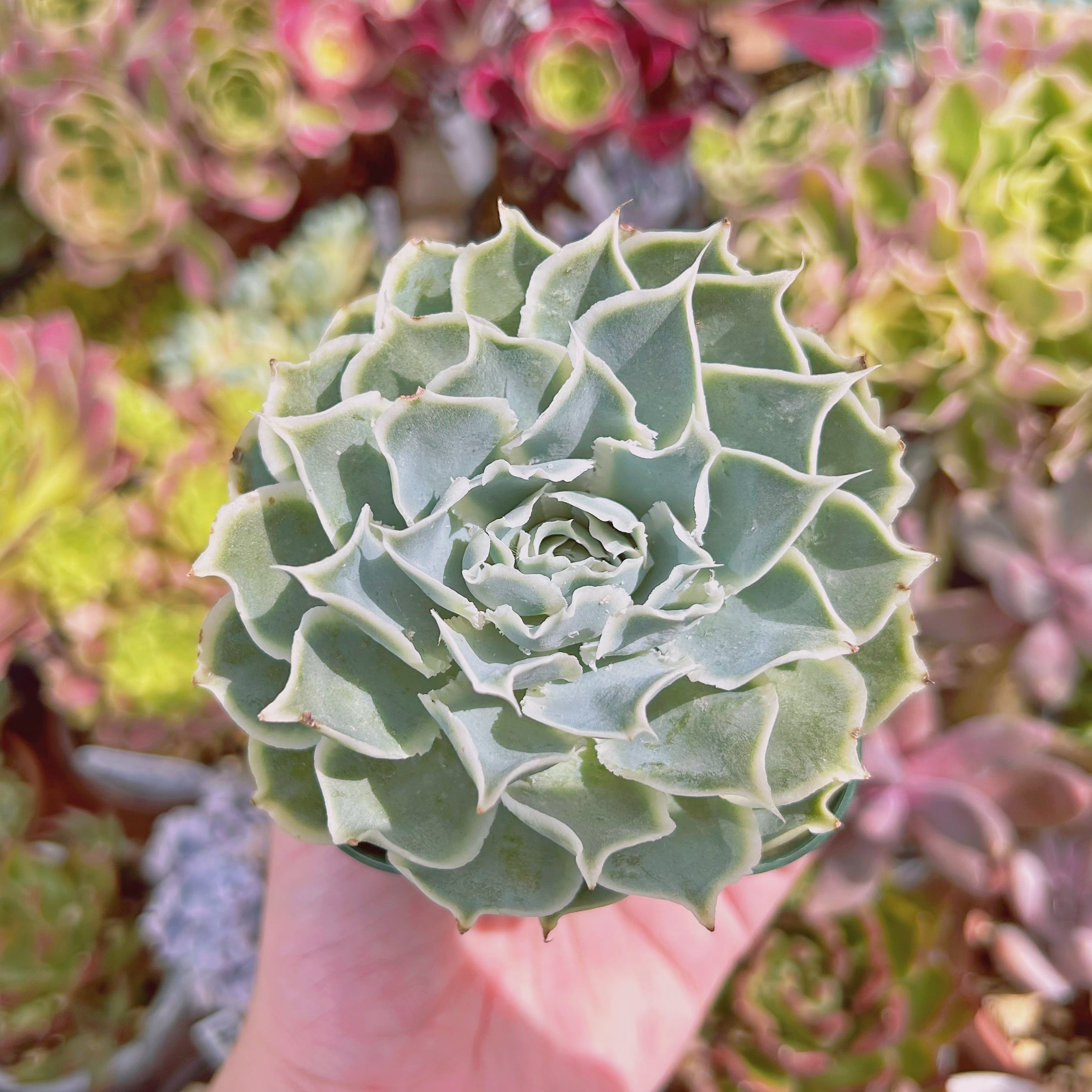 現物　多肉植物　プリーツスカート　特大　抜き苗