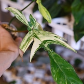 フィロデンドロン フロリダビューティー / Philodendron Florida beauty⑤ / 観葉植物<育て方・花言葉>