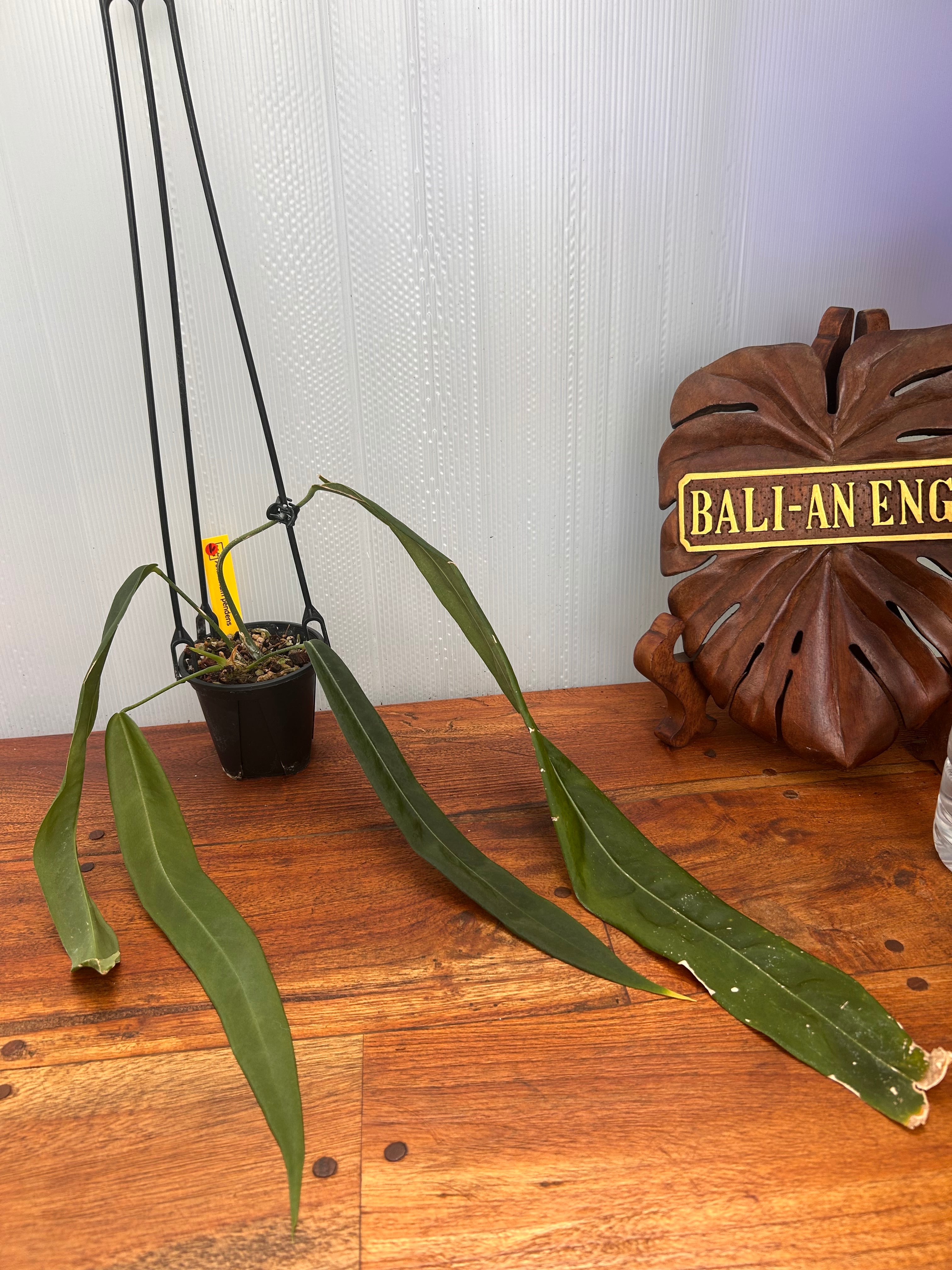 Anthurium | BALI-AN 園芸