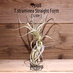 【送料無料】straminea Straight Form〔エアプランツ〕現品発送T3198