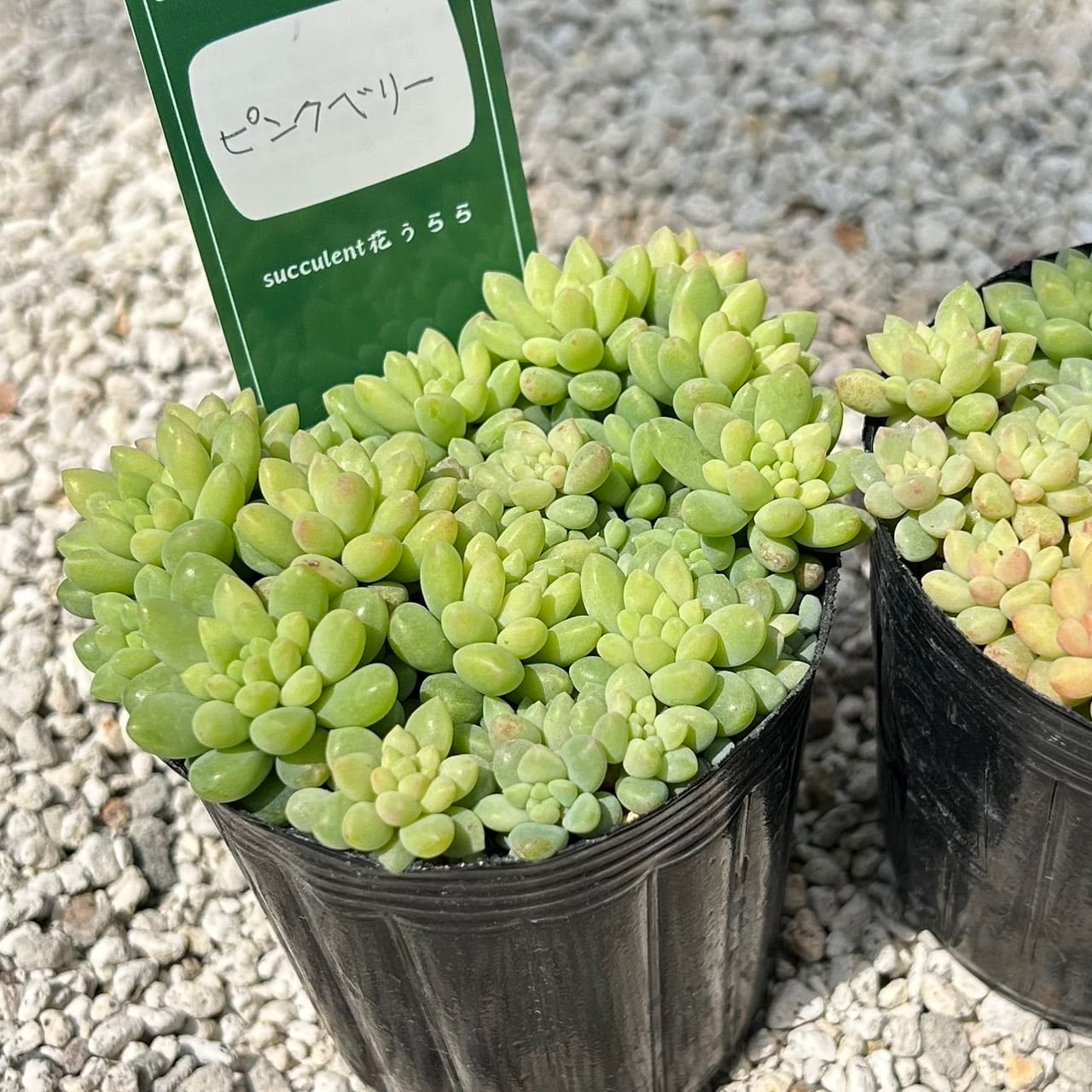 ALL ITEM | Succulent 花うらら 〜多肉植物