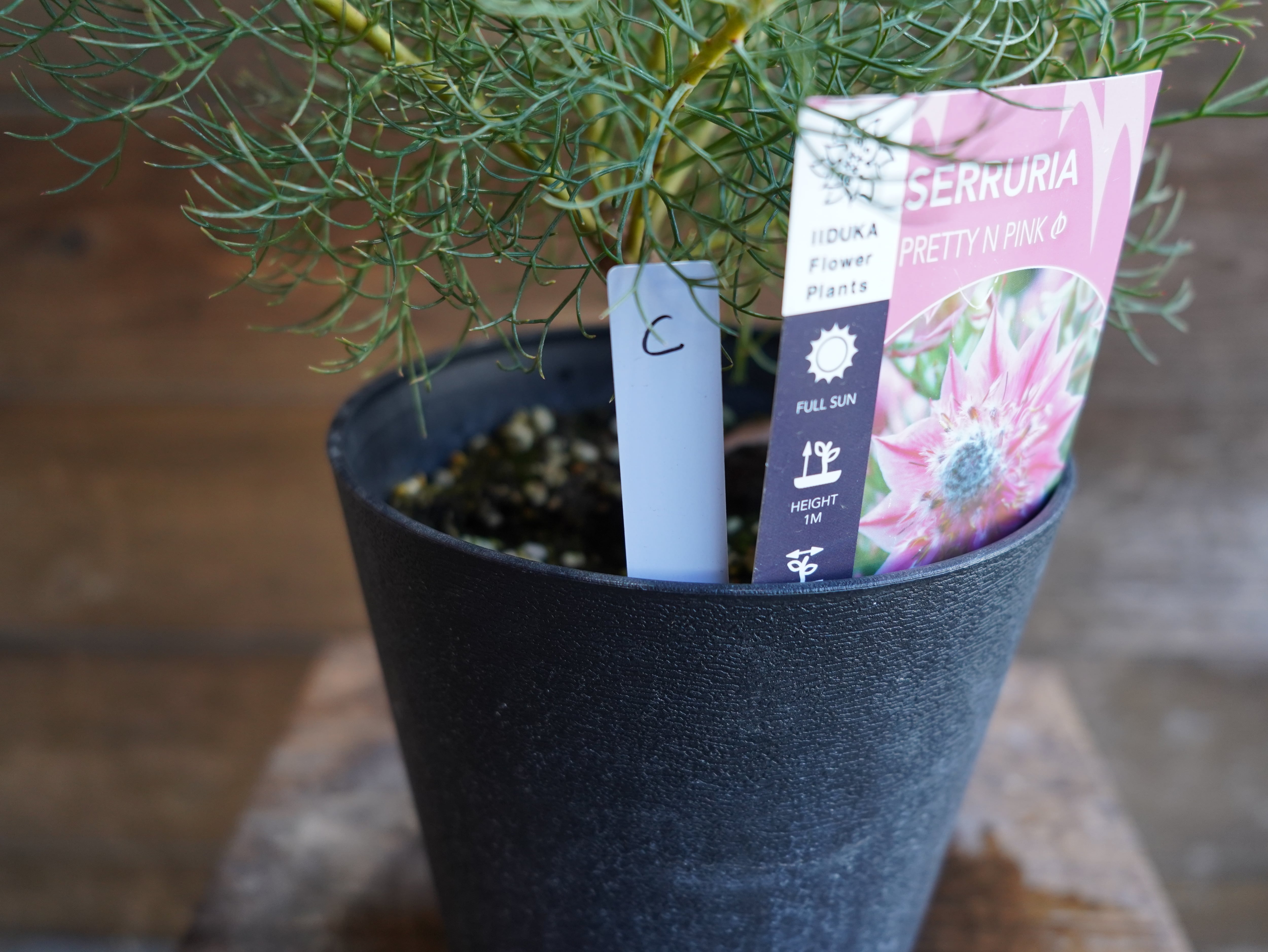 【現物】セルリア　”プリティピンク”　C