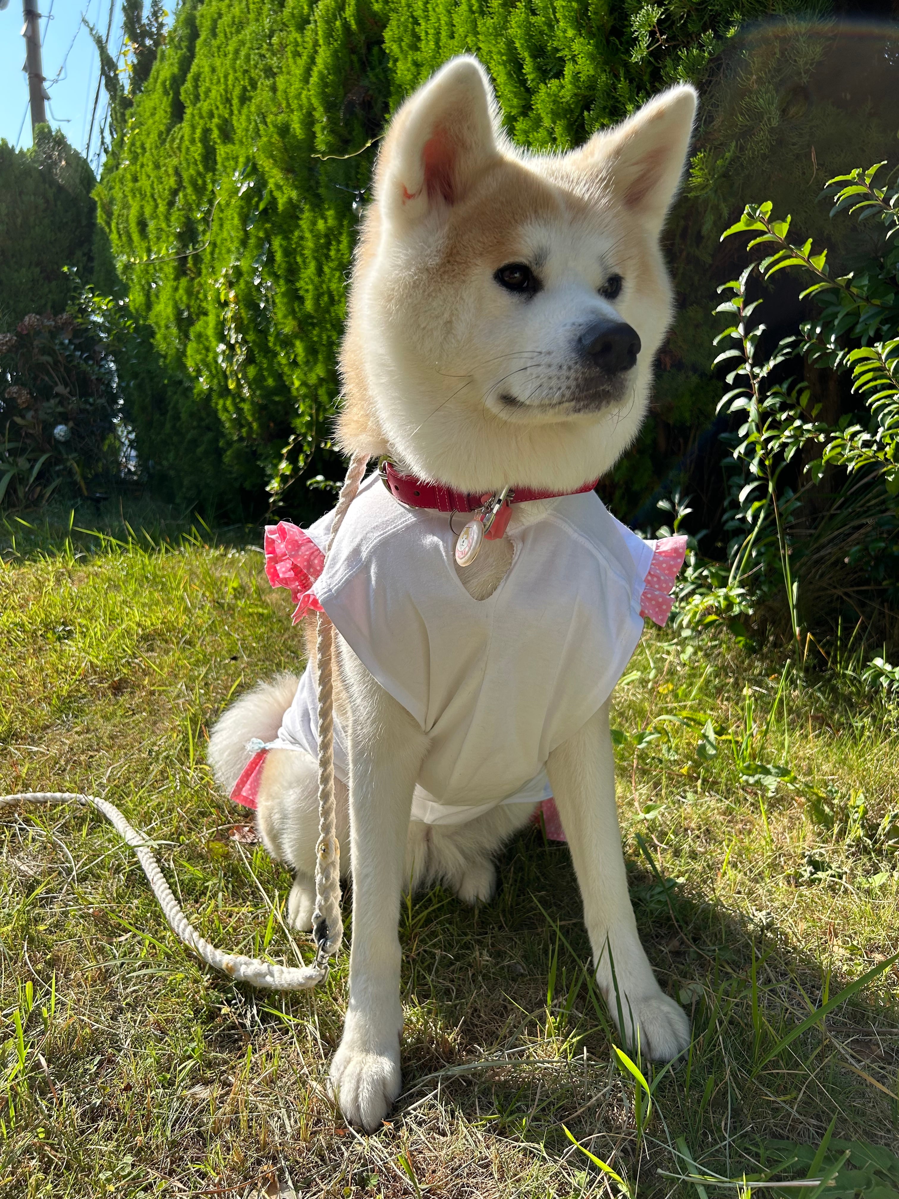 大型犬かわいい服｜ぺちょーんワンピース｜犬用｜秋田犬｜女の子｜犬｜2024|かわいい｜kawaii | 四月研究所 powered by BASE