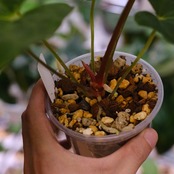 Anthurium King of spades(KOS) × Papillilaminum(Fort Sherman) / アンスリウム・キングオブスペード×パピリラミナム