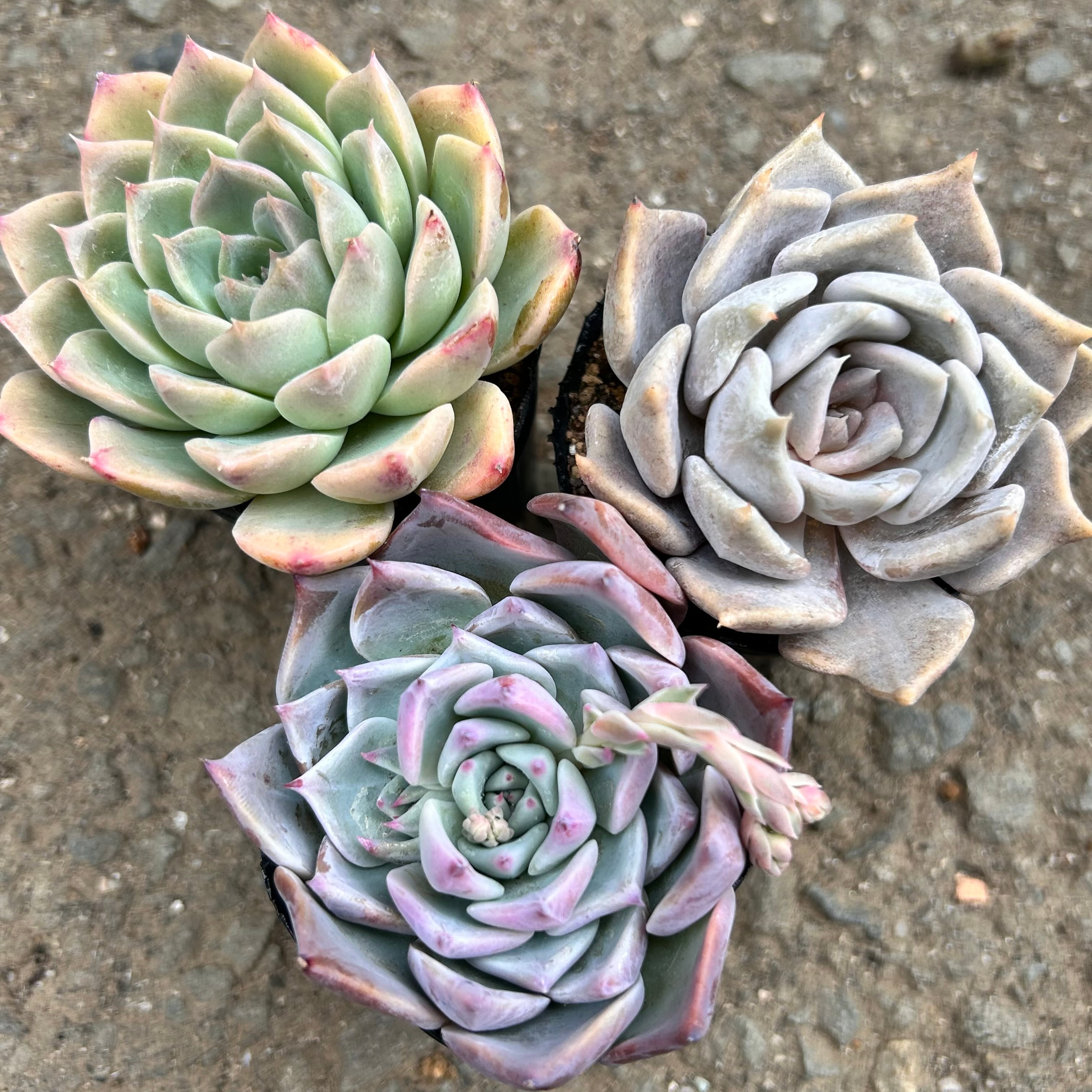 T)白鳳錦(アエオニウム) | RuPo 多肉植物専門店