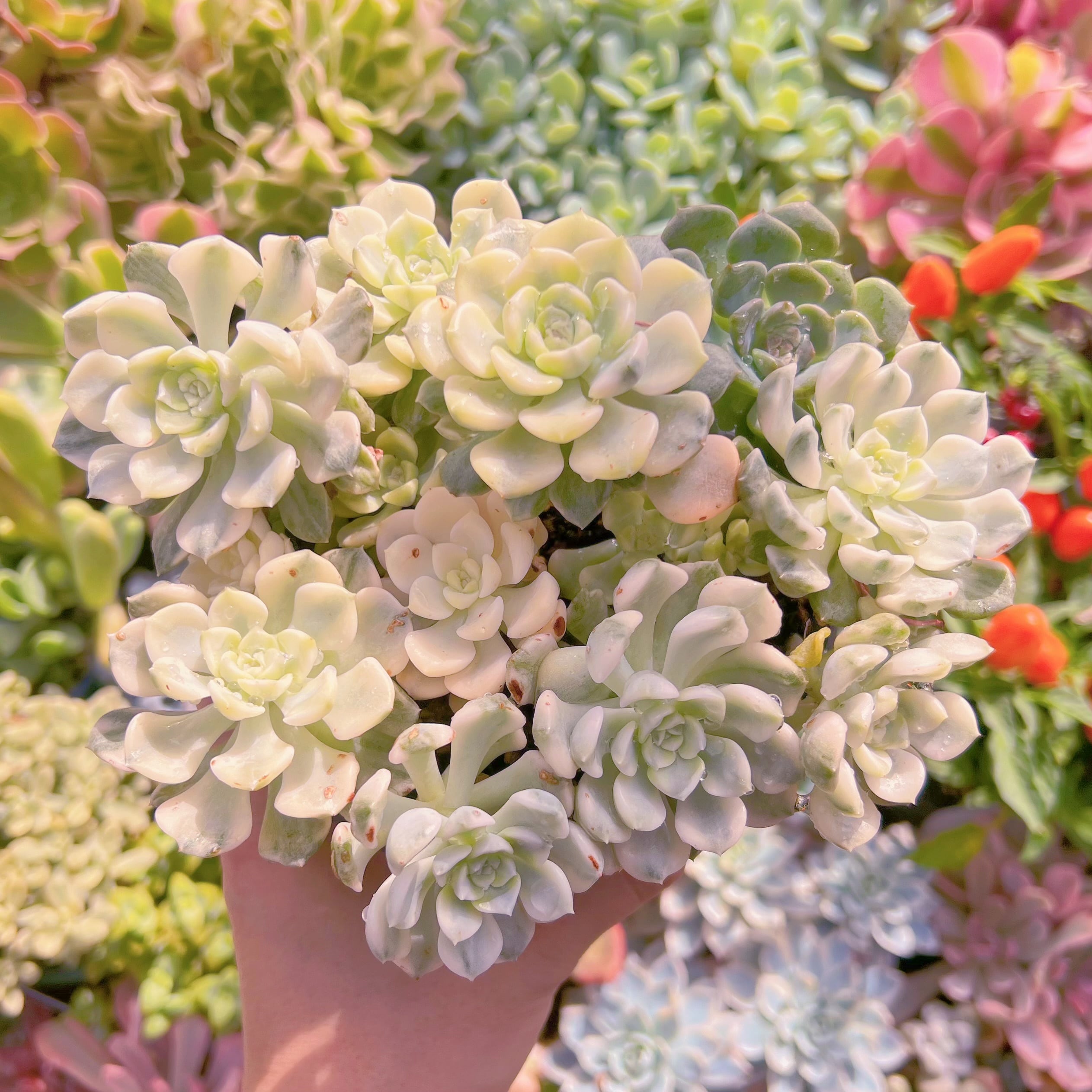 現物　ベビードール錦#616   特大　るる農園