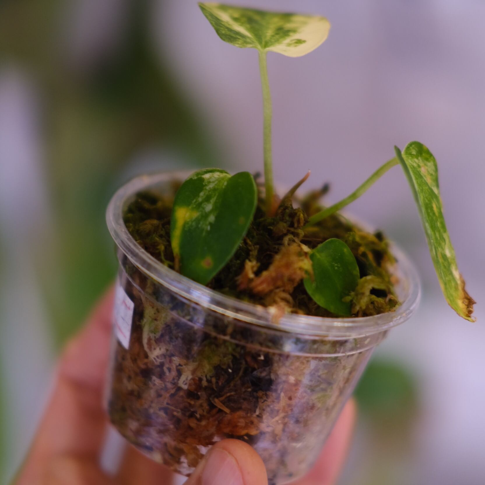 Anthurium forgetii “Australia version” × Anthurium carlablackiae