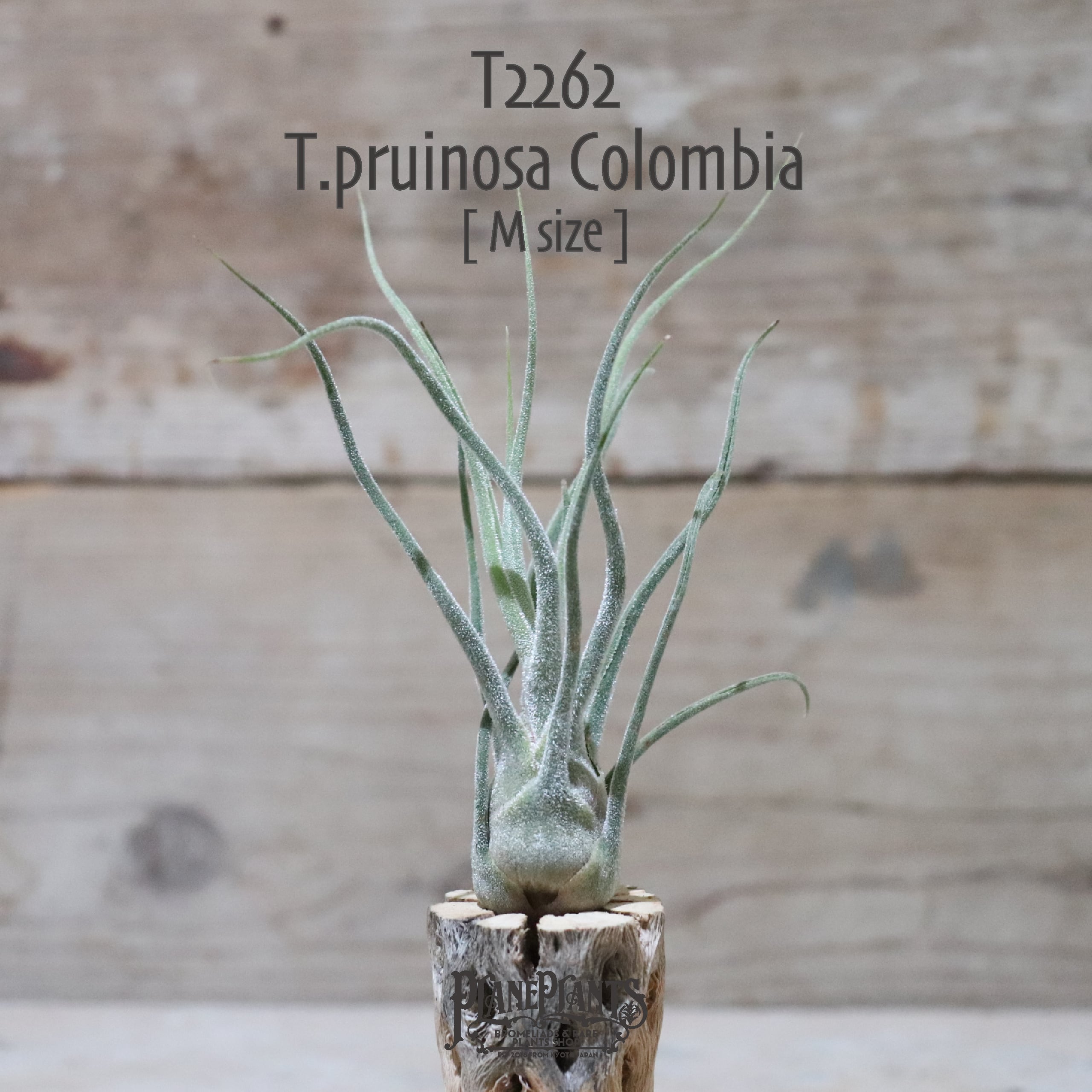 【送料無料】プルイノーサ コロンビア M〔エアプランツ〕現品発送T2262