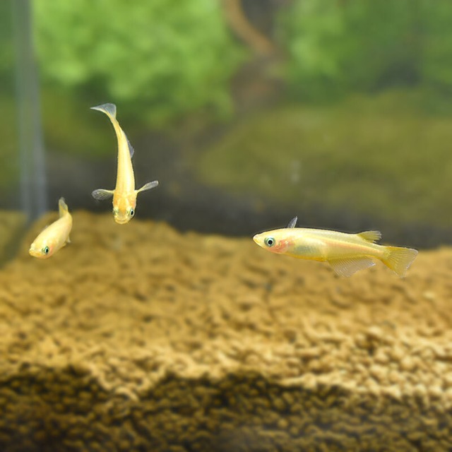 ヒメダカ【5匹セット】ヒメダカ 生体 メダカ 観賞魚 淡水魚 | めだかワークス