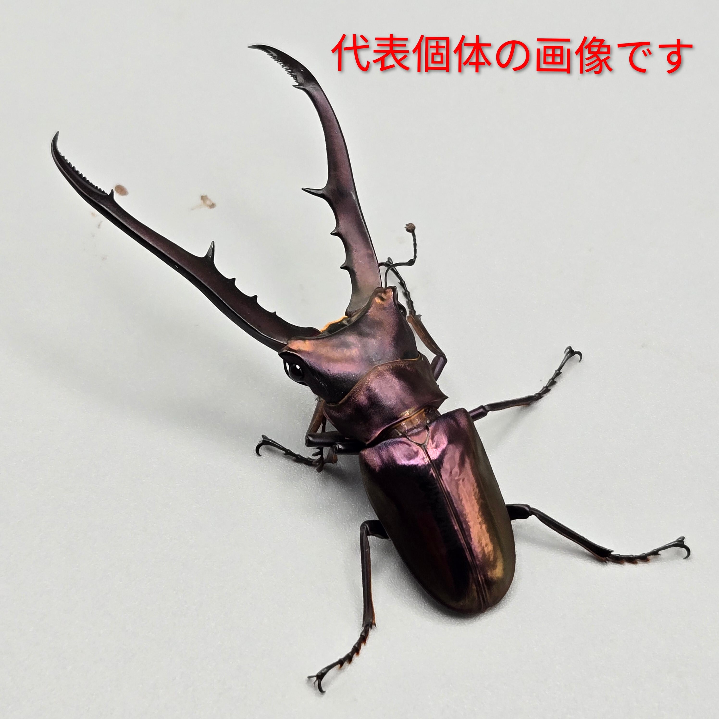 フルストルファーオウゴンオニクワガタ ♂単 | 昆虫専門店【鍬鉄】