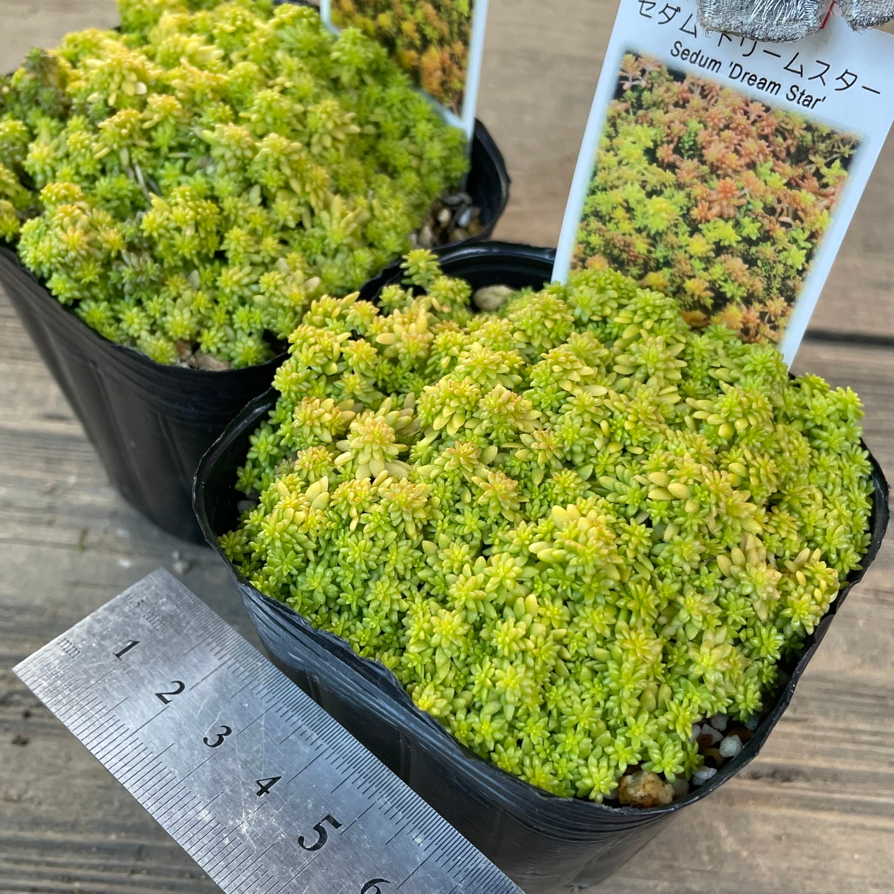 ドリームスター | RuPo 多肉植物専門店