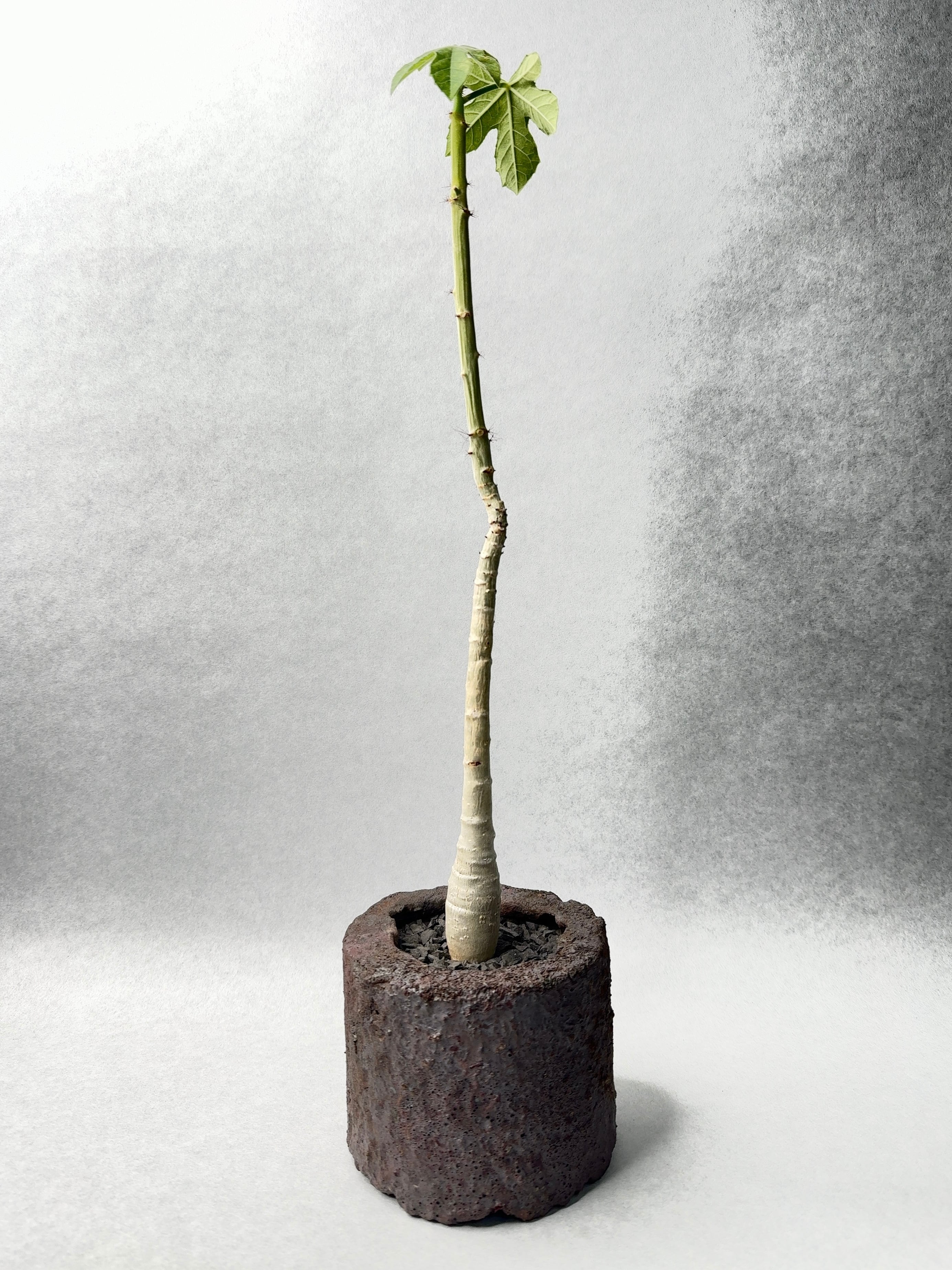 ヤトロファ　スピカータ　塊根植物　観葉植物 ヤトロファ・スピカータ | trigger