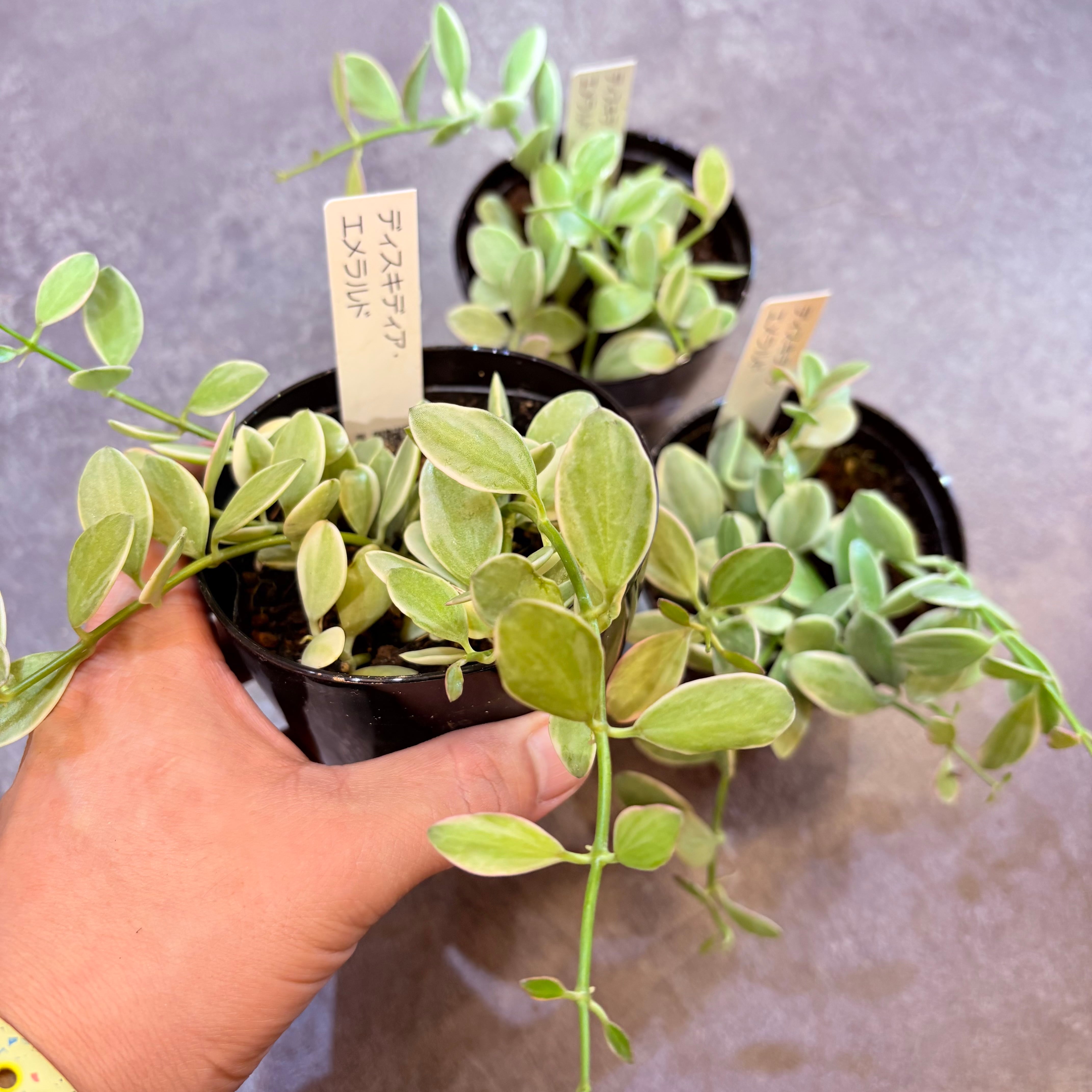 ディスキディア エメラルド 3.5号 | Green Vibes 宇都宮市の観葉植物専門店