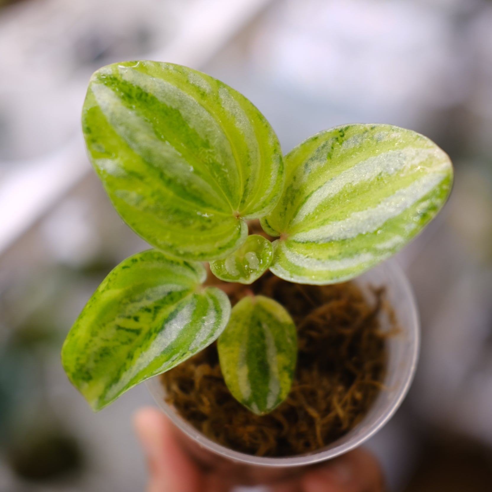Anthurium wendlingeri / アンスリウム・ウェンドリンゲリ Anthurium wendlingeri / アンスリウム・ウェンドリンゲリ