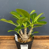 パキポディウム ウィンゾリー【120】