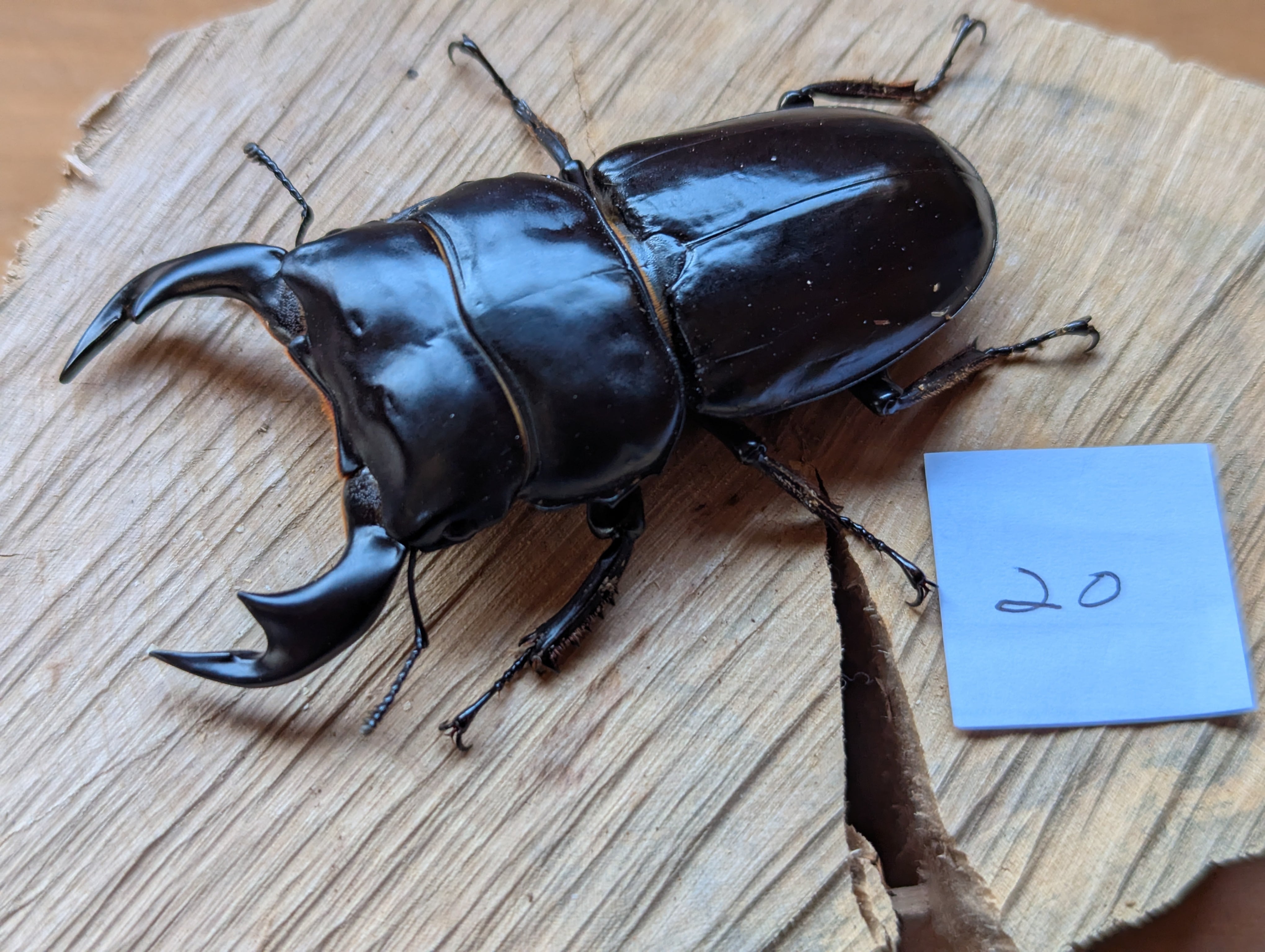 属内最高峰】トゲトゲヘンテコゾウムシ Gagatophorus 標本甲虫フン