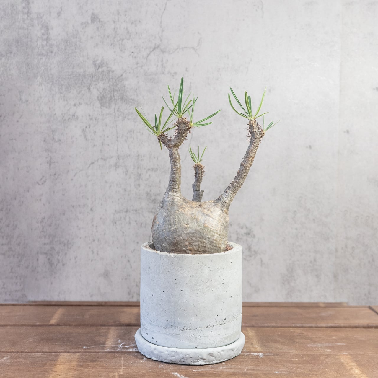 グラキリス 胴回り28cmの丸みある幹姿 造形美あふれる発根済み株【モルタル鉢】