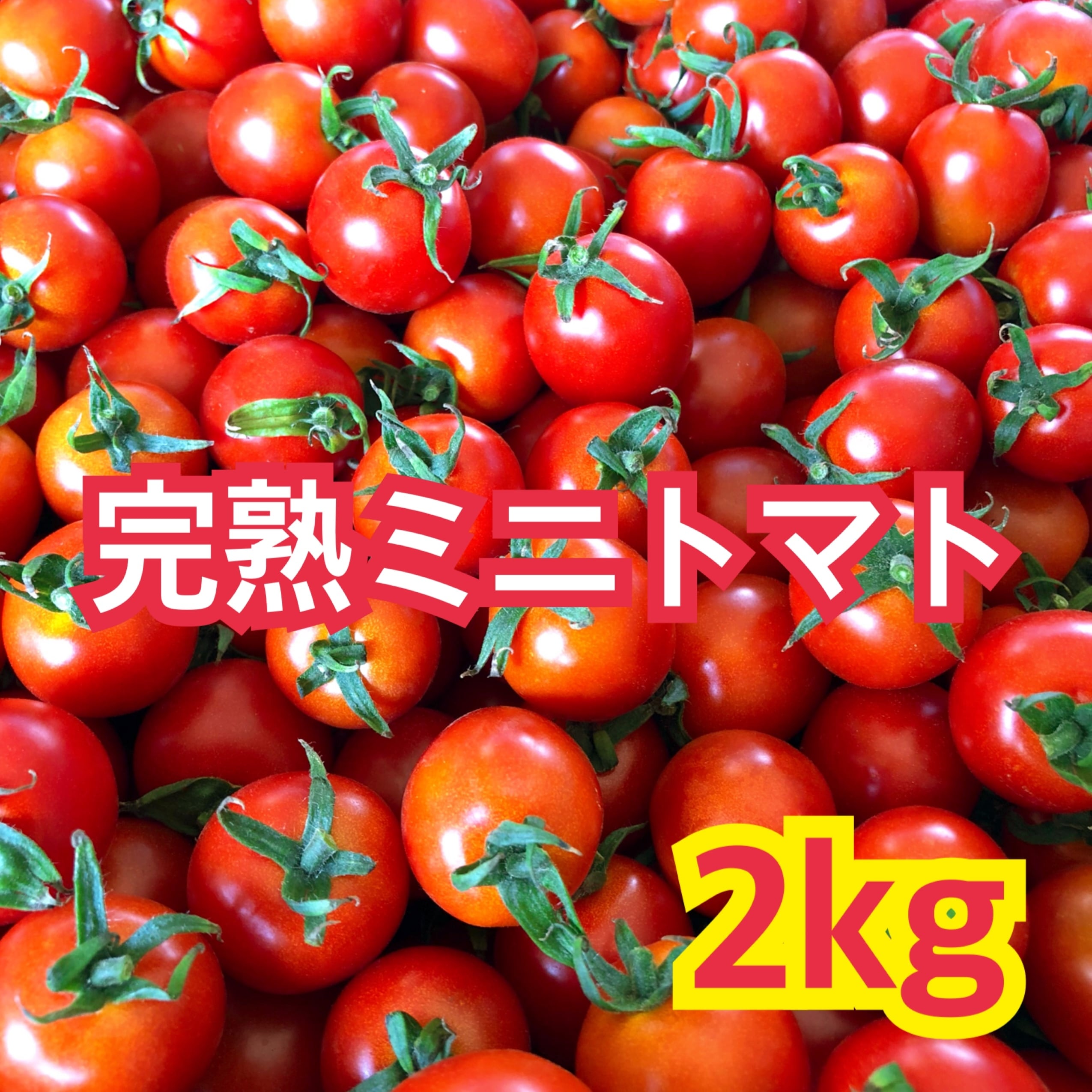 完熟ミニトマト　AKAIKE　宮崎県産　2kg　FARM