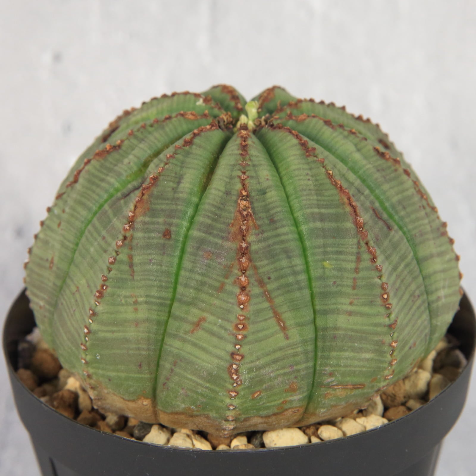 超特【輸入株・多稜】ユーフォルビア・オベサ 木質化10稜株