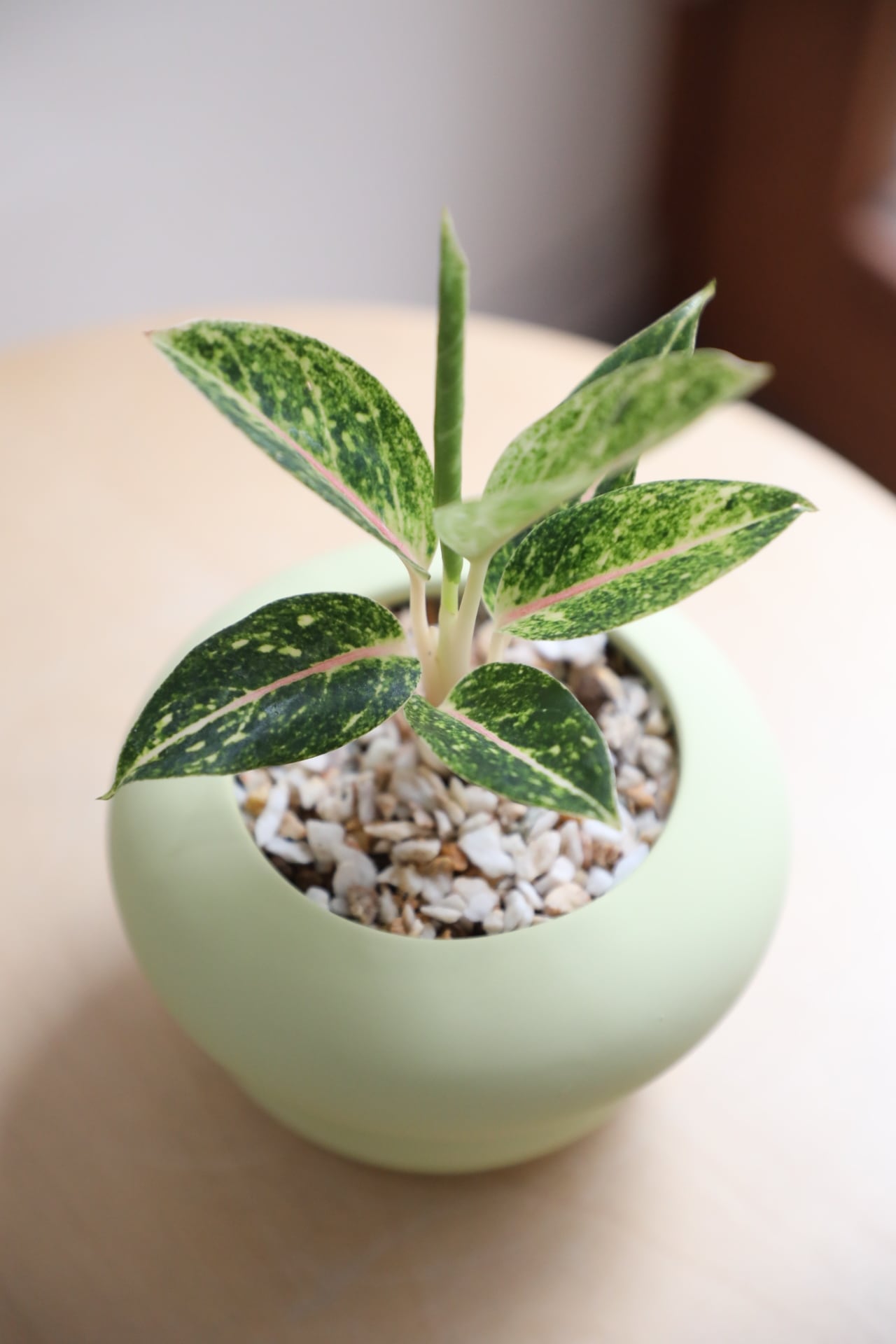 S】アグラオネマ レモンビューティー/Aglaonema | 【厳選植物・器