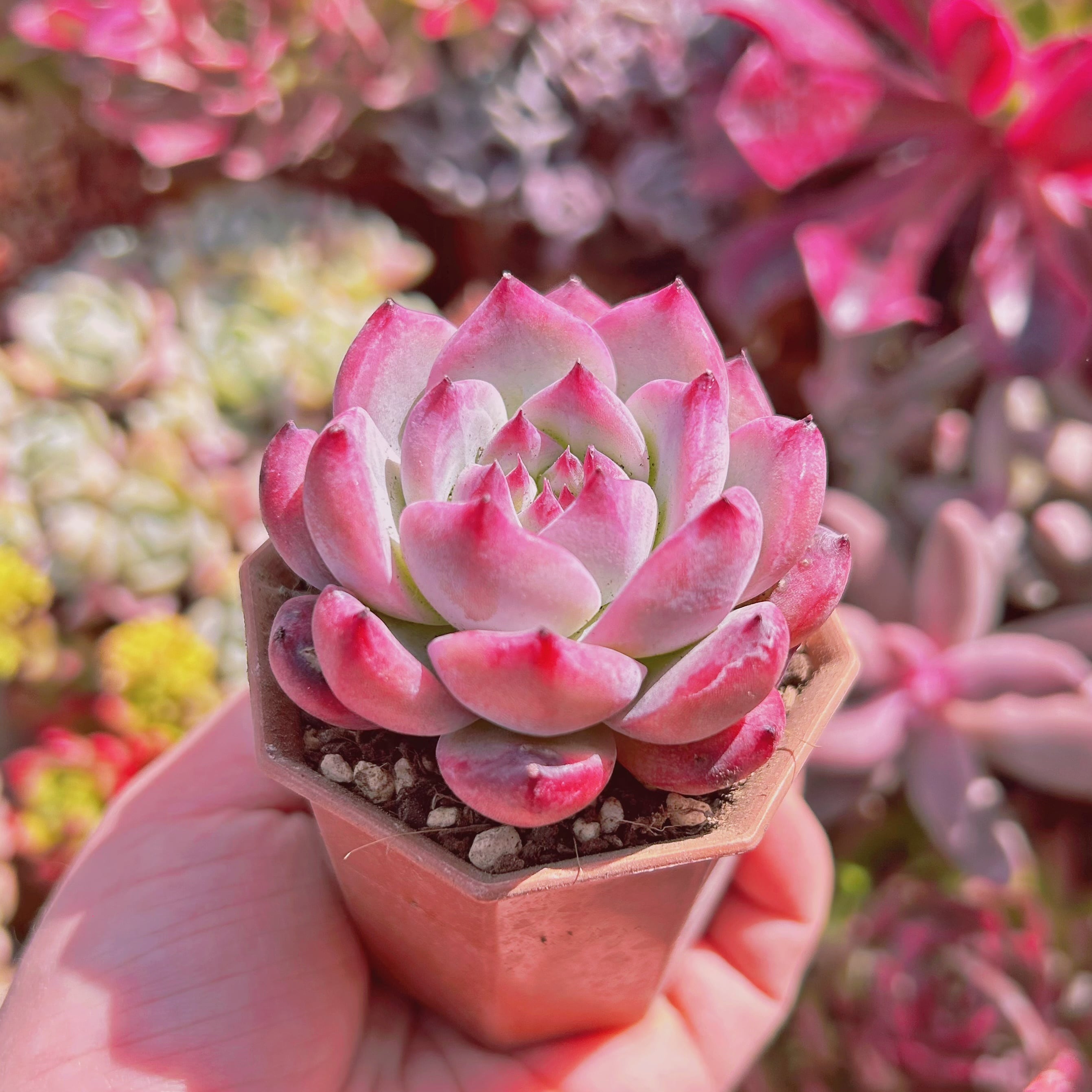 多肉植物 原種コロラータ | るる農園~多肉植物専門