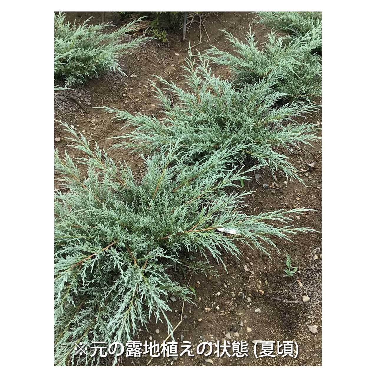 Juniperus horizontalis 'Hughes' | Seeding
