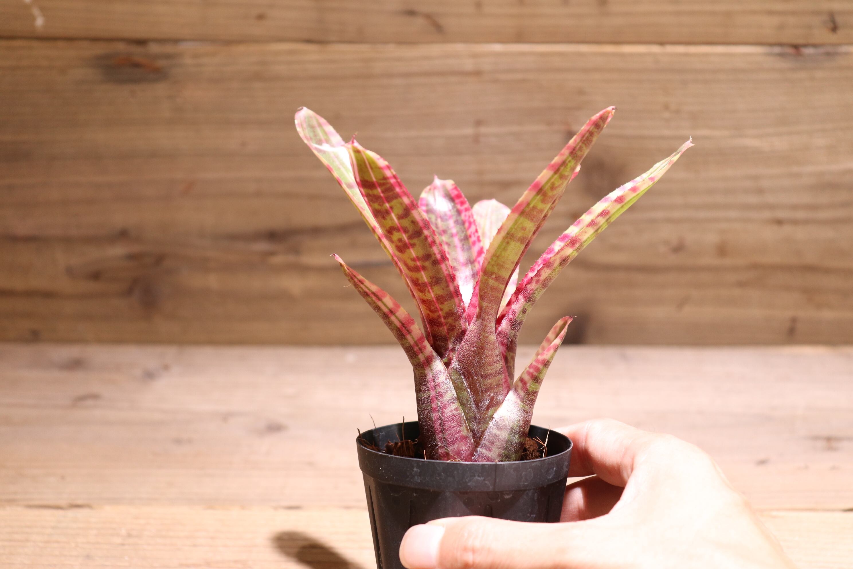 送料無料】Neoregelia 'White Hot Embers'〔ネオレゲリア〕現品発送