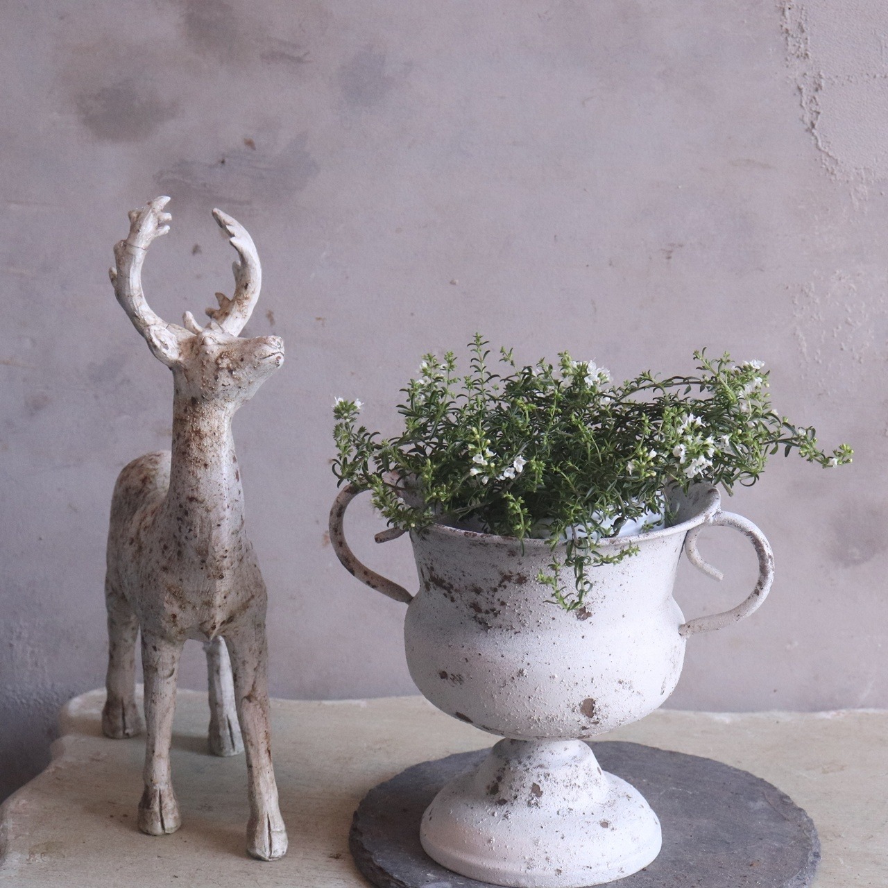サツレジャ　宿根草｜香りのあるハーブ　寄せ植えや鉢植えにおすすめ
