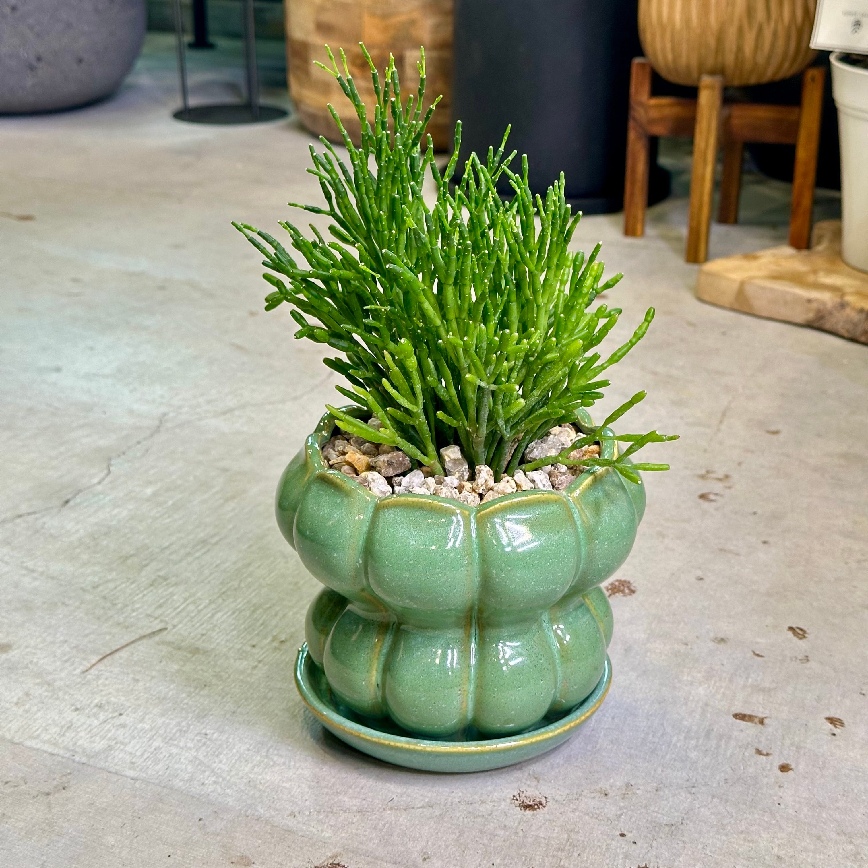 リプサリス・サルコルニオイデス | barrelplants_BONSAI