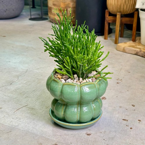 リプサリス・サルコルニオイデス