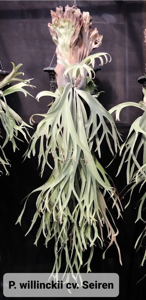 P.Willinckii cv. Seiren  【artPLANTs】ビカクシダ/Platycerium