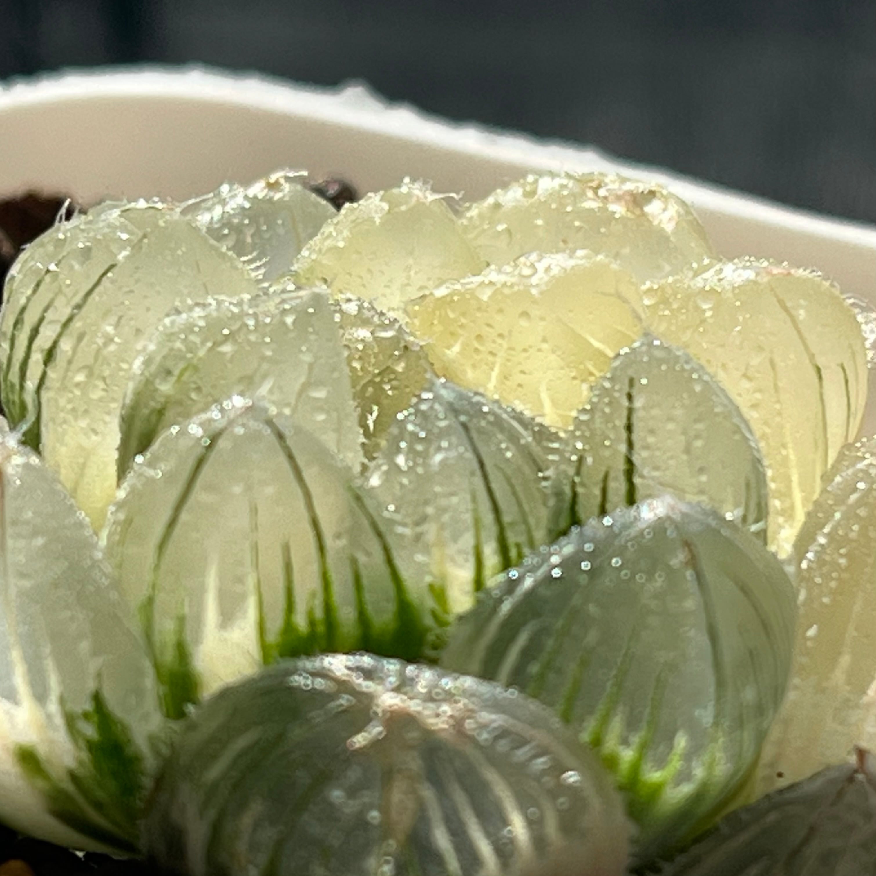 ハオルチア 白赤線レンズ錦×OMオブツーサ錦 実生 | mocono_plants