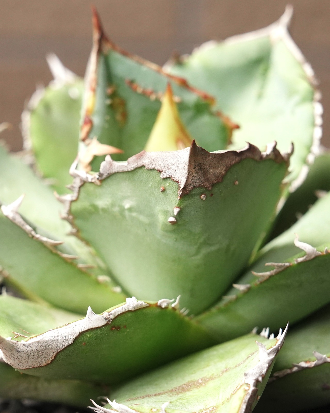 【PREMIUM】 抜き苗 アガベ チタノタ 鰐亀 親株 Agave 'Alligator Snapper'